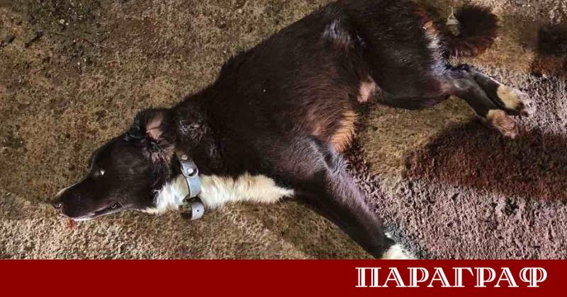 Една среднощна акция в Бургас доказа че човечността няма работно