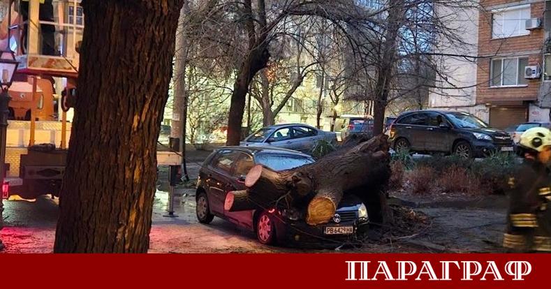 Сериозен инцидент стресна жителите на Пловдив днес Голямо дърво се