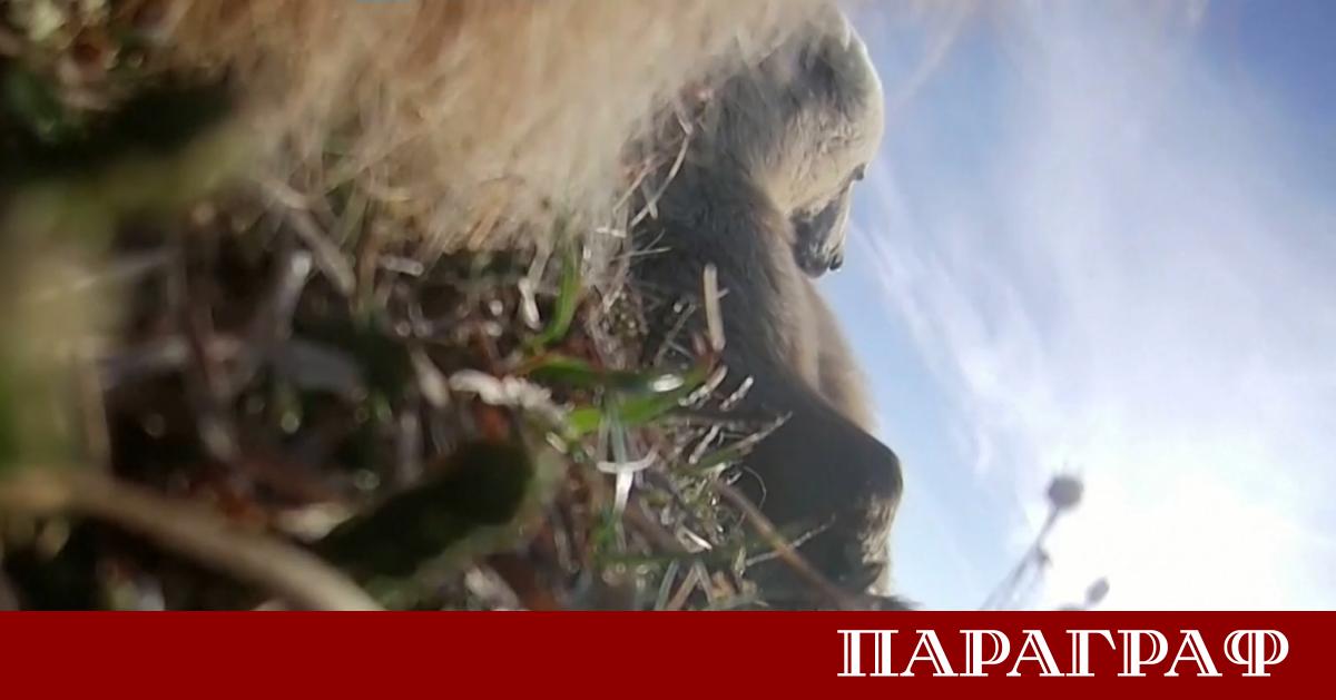 Учени от Държавния университет на Вашингтон успяха да надникнат в