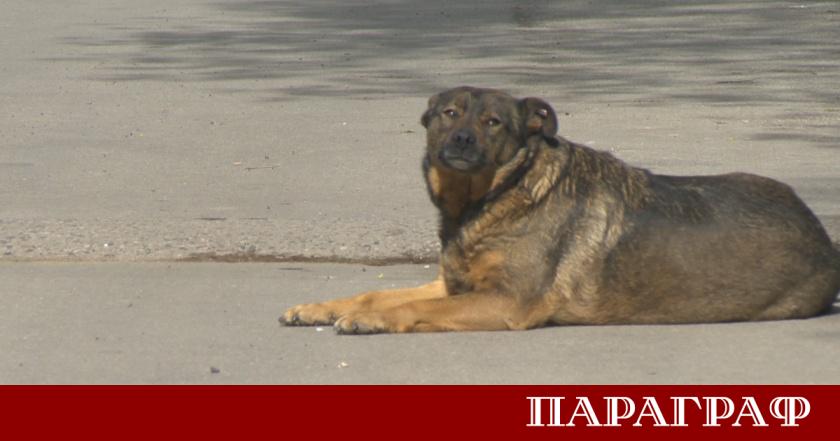 Общо 117 бездомни животни вече живеят в семейна среда благодарение