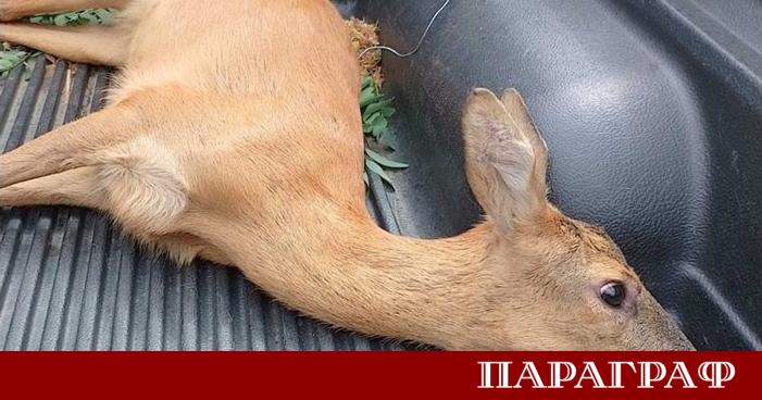 Районният съд в Пловдив одобри окончателно споразумение срещу мъж извършил
