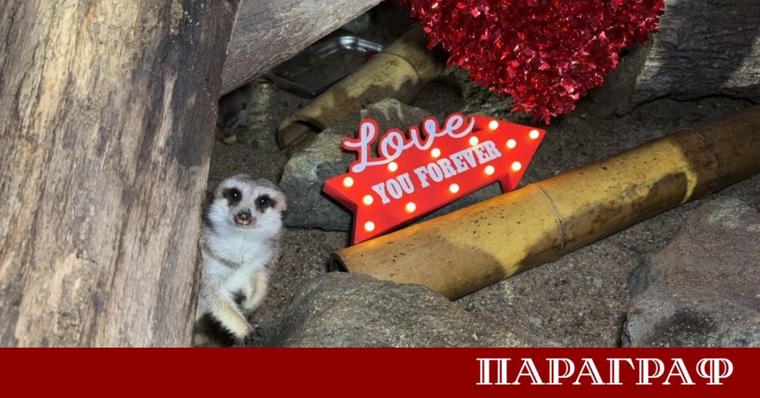 Зоопаркът в Бургас организира уникална и забавна кампания по случай