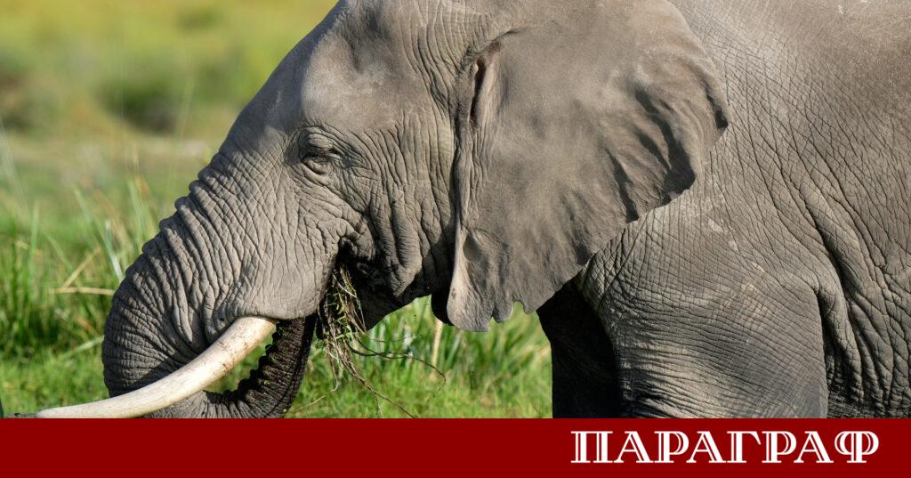 Слоновете са известни със своята огромна сила и размери Новите