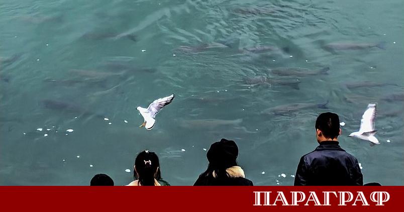 Проучване в престижното списание Science потвърждава успеха на мащабната забрана