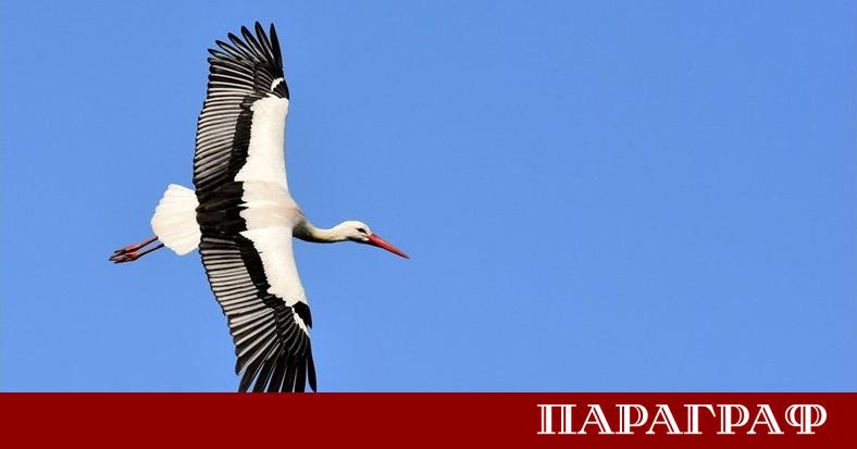 Петричкото село Рупите официално посрещна първия си щъркел за настоящата