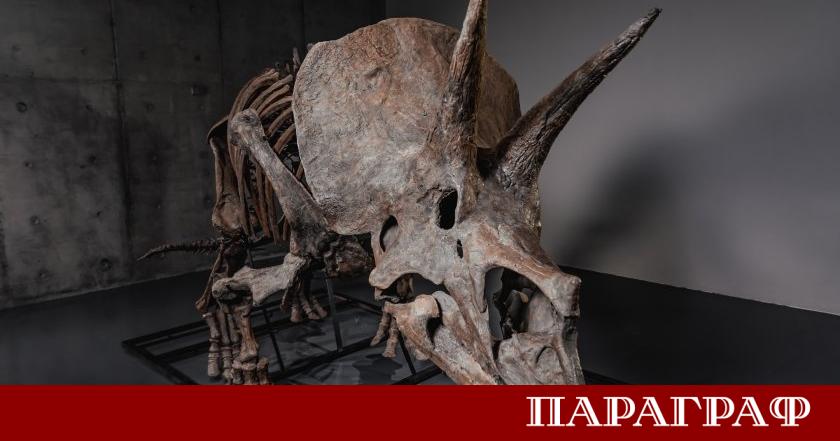 Пазарът на праисторически вкаменелости отбелязва пореден исторически връх с предстоящата
