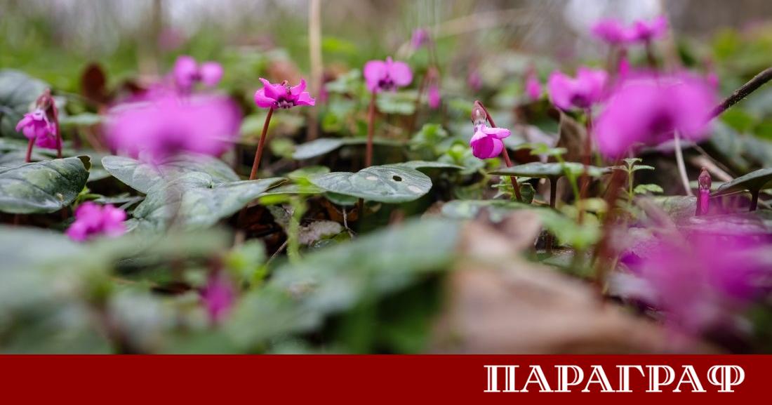 В началото на март страната посреща предимно слънчево и сравнително