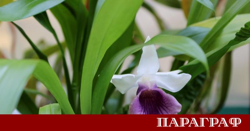 Ботаническата градина на Българската академия на науките БАН в София