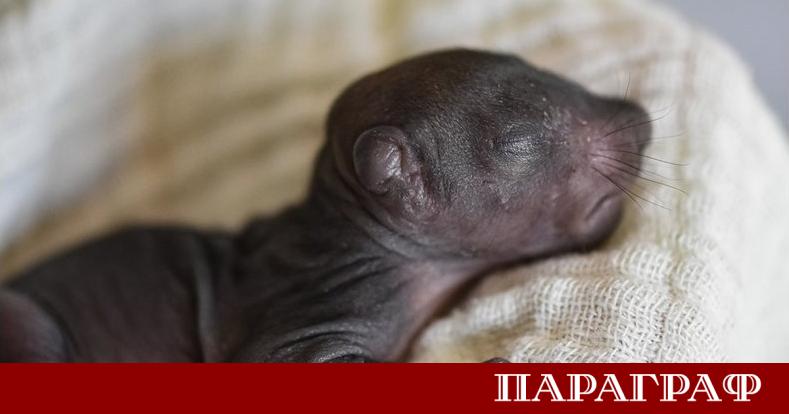 Три малки катерички изпаднали от своето гнездо намериха убежище в