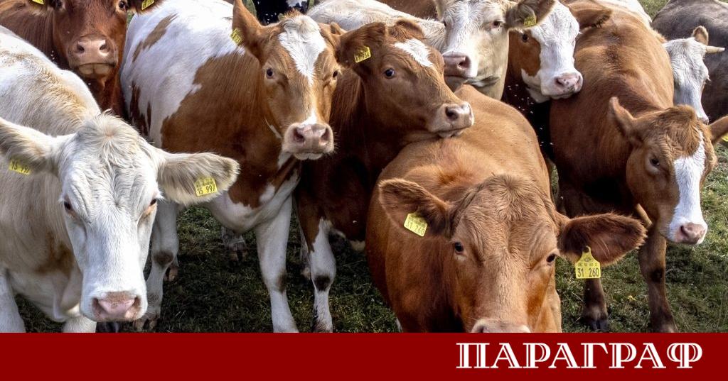 Кипър регистрира ново мащабно огнище на шап сред домашните животни