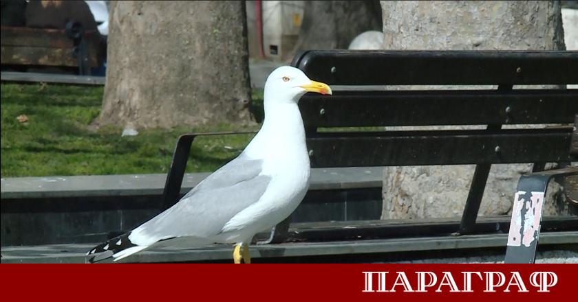 Жителите и гостите на Варна са изправени пред нарастващ проблем