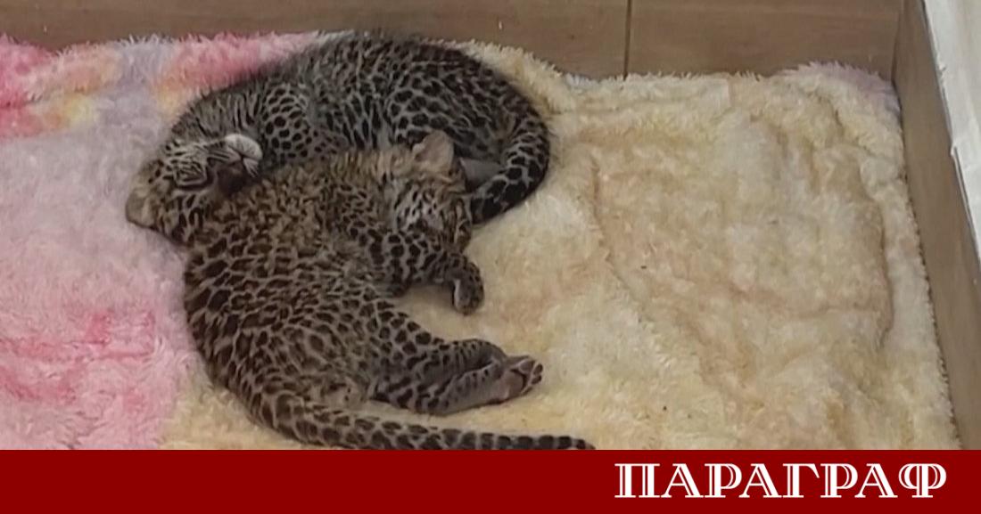 Зоологическа градина в Мексико се превърна в сцена на рядко