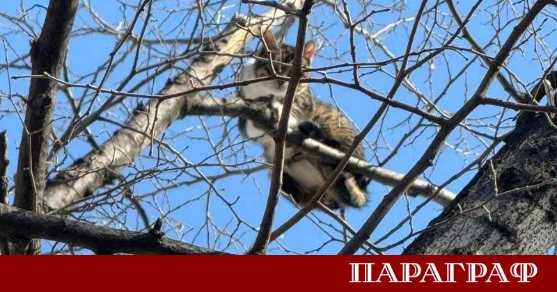 Японски учени от университета Ямагучи дадоха подробно научно обяснение за