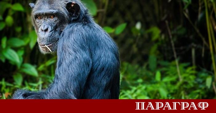 Нови научни изследвания променят коренно представата за човекоподобните маймуни бонобо