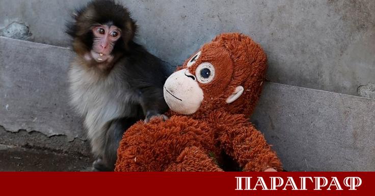 Светът често остава поразен от проявите на състрадание и грижа