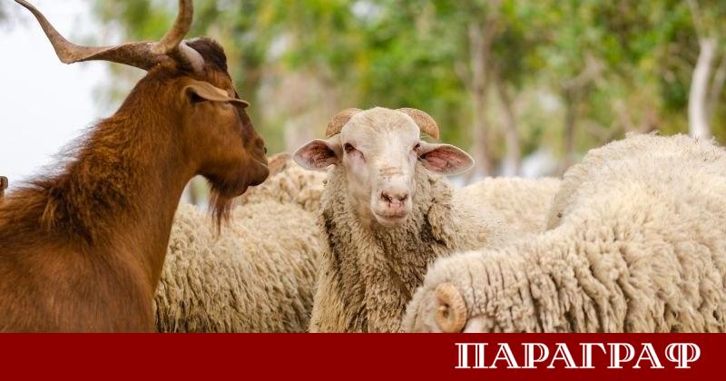 Българската агенция по безопасност на храните БАБХ започва масирани проверки