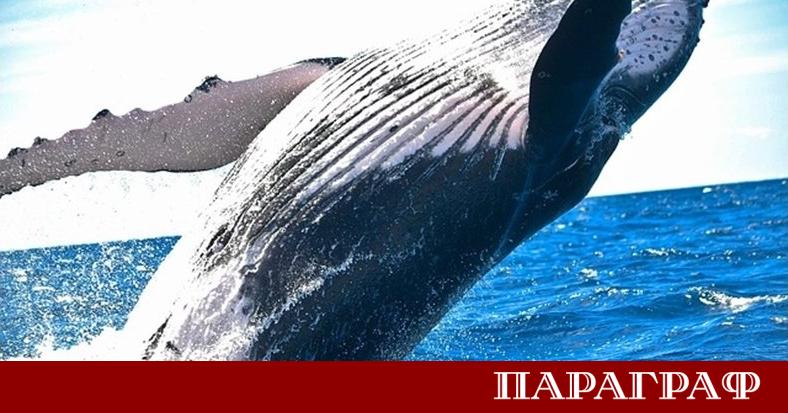 Голям кит беше открит заседнал на брега на Балтийско море