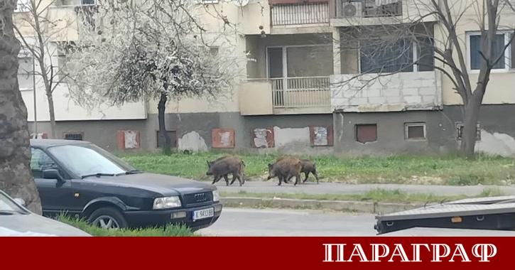 Четири диви прасета изненадаха жителите на най големия кърджалийски квартал Възрожденци