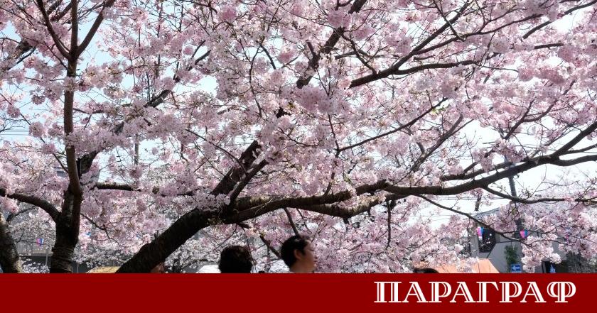 Японците празнуват настъпването на пролетта с многовековната традиция ханами Те