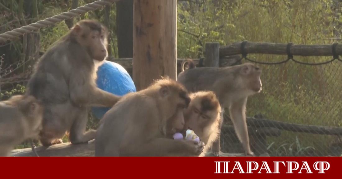 Маймуните в зоологическата градина в германския град Гелзенкирхен вече усетиха