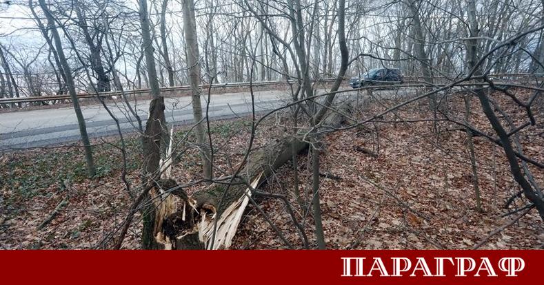 Защо пазим дърветата убийци докато те отнемат човешки животи по