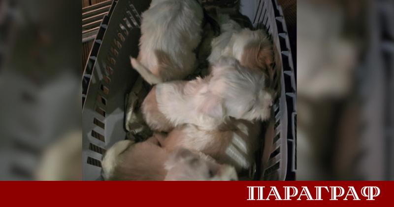 Инспектори от Областната дирекция по безопасност на храните в Благоевград