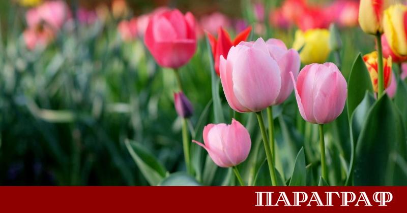 Празничният Великден ще донесе предимно слънчево време в по голямата част