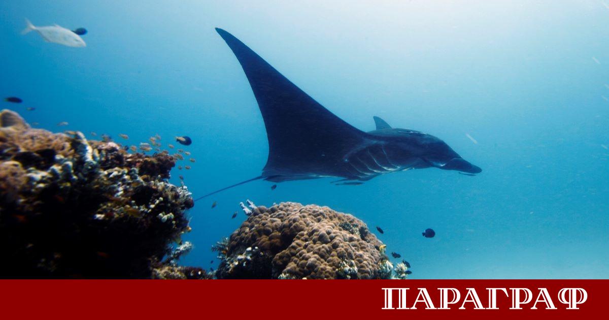 Индонезийският архипелаг Раджа Ампат е изправен пред сериозни екологични заплахи