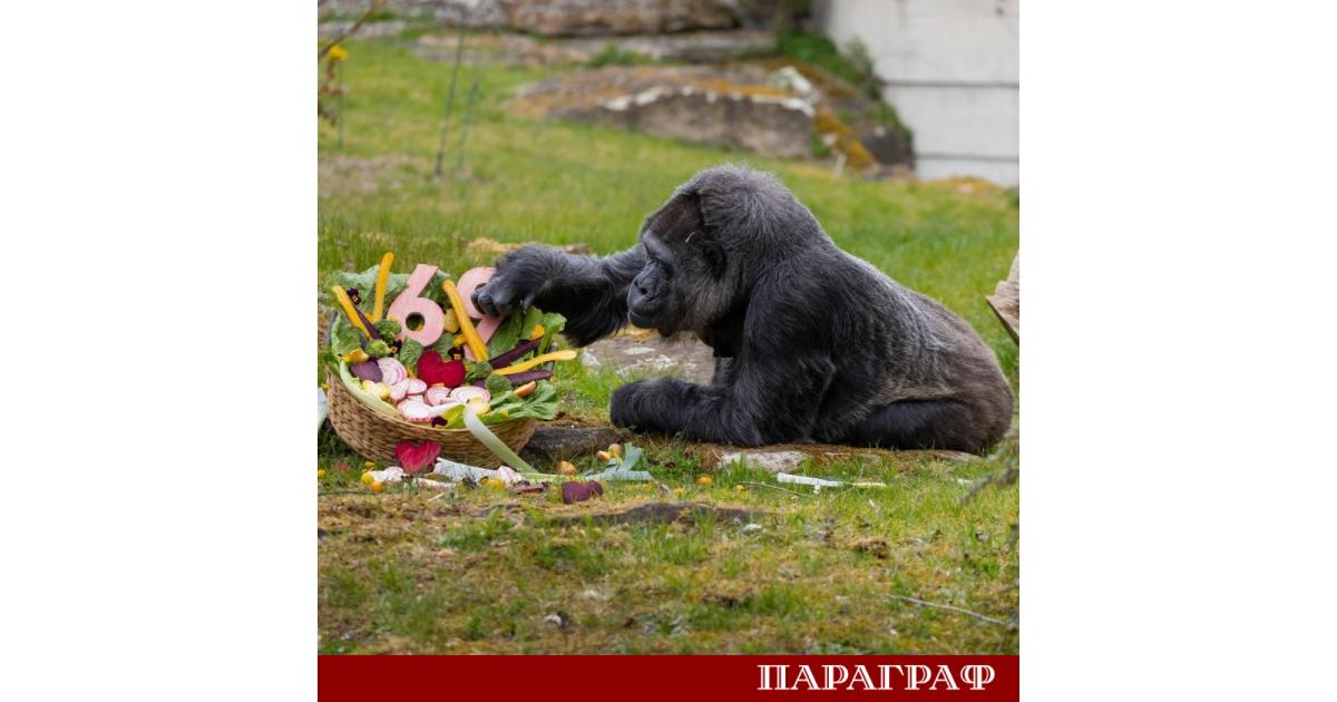 Женската горила Фату отпразнува своя 69 и рожден ден в Берлинския