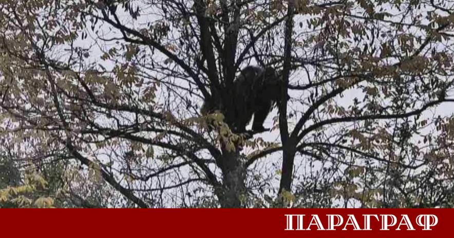 Общинската администрация в град Кричим издаде официално предупреждение към местните