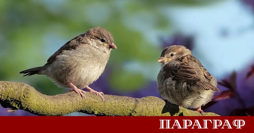 Днес 18 април 2026 година се провежда десетото юбилейно издание