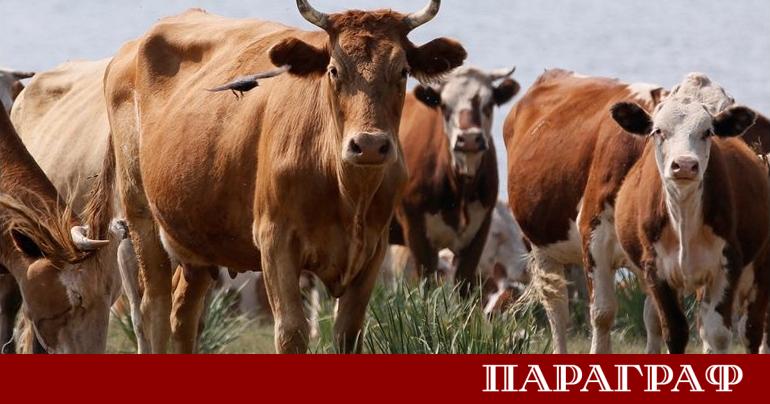 Американските потребители плащат рекордни суми за говеждо месо Пържолите и