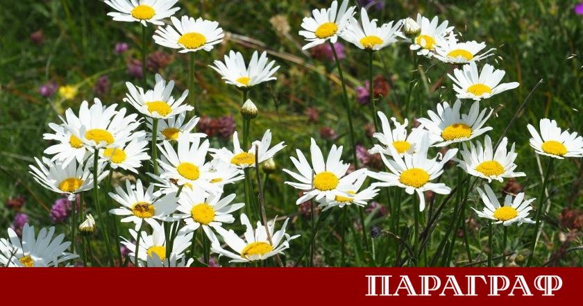 Националният институт по метеорология и хидрология НИМХ обяви предупреждения за