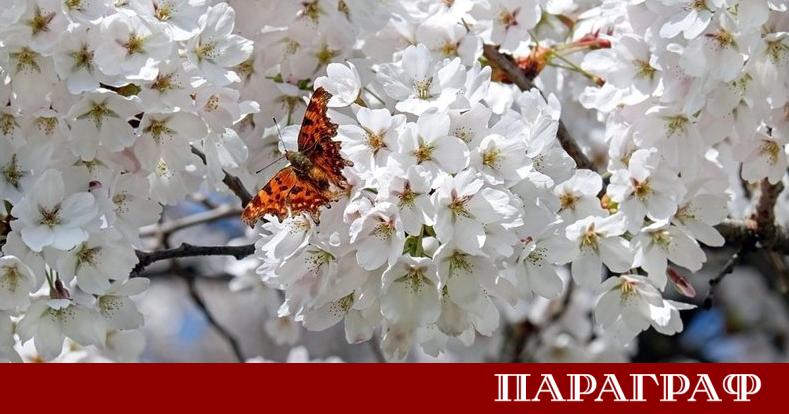 През нощта небето над страната ще бъде ясно Вятърът в