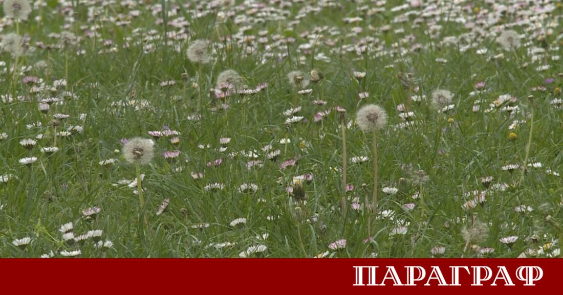 Алергиите често са наричани бича на 21 век Броят на