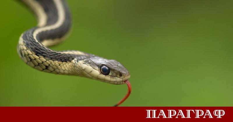 Жандармеристи от окръг Тулча в Източна Румъния се отзоваха на
