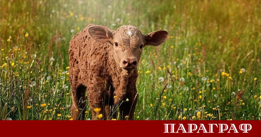 Общо 46 народни представители от 52 ото Народно събрание се ангажираха