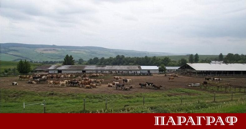 Ново огнище на бруцелоза по говедата е официално потвърдено в