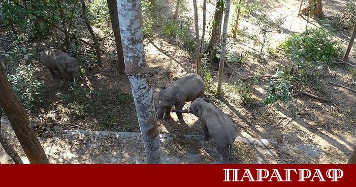Китай постига впечатляващи резултати в опазването на своята уникална природа