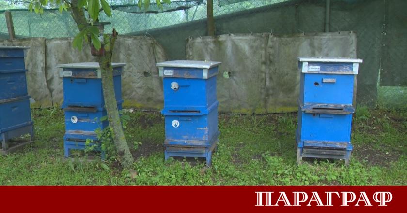 Българските пчелари изразяват сериозна загриженост за състоянието на сектора Основните