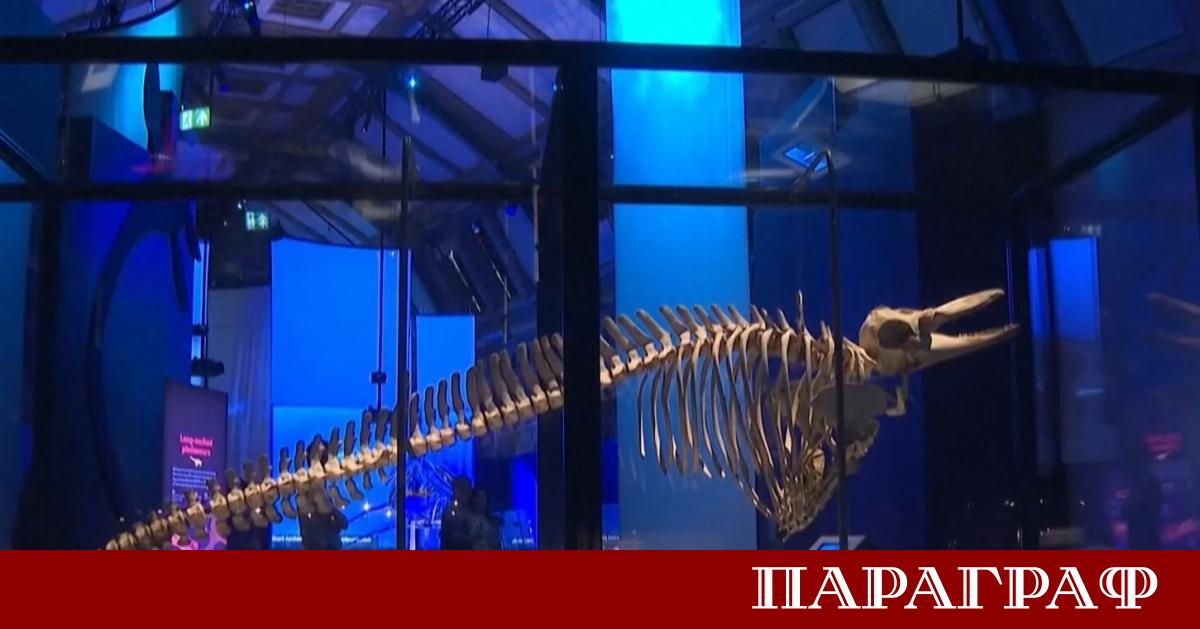 Природонаучният музей в Лондон открива вълнуваща изложба за древните морски