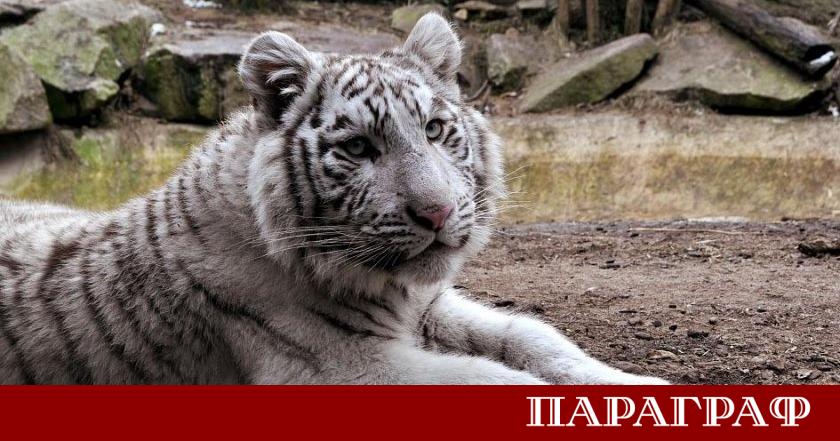 Зоологическа градина – София ще зарадва своите най млади посетители по