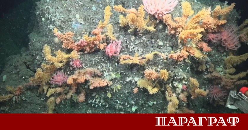 Глобалната инициатива Ocean Census обяви мащабен научен пробив в изследването