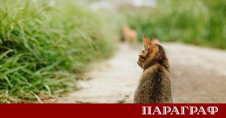 В град Мездра органите на реда разследват тежък случай на