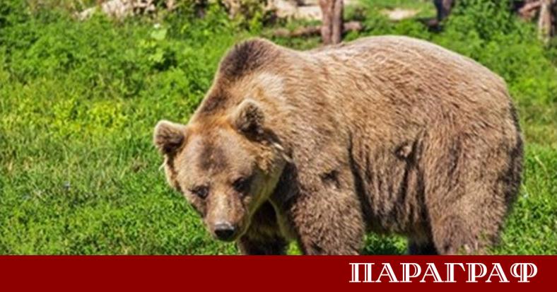Заместник кметът на гръцката община Дескати претърпя тежък пътен инцидент на
