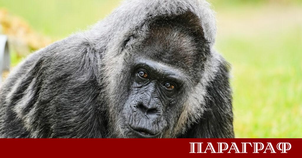 Рейнджъри в Руанда прилагат иновативни методи за мониторинг на застрашени