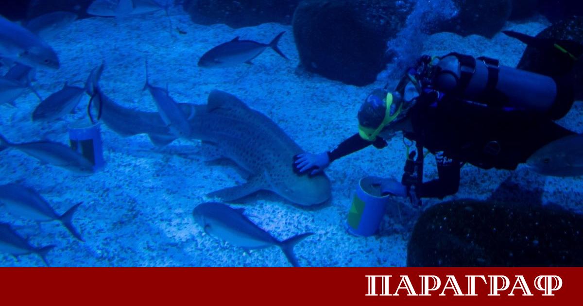 Женската леопардова акула Ритиня влезе в ролята на спортен оракул