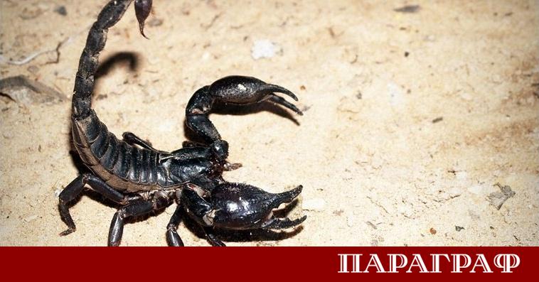 Ново проучване разкрива съществуването на страховит хищник в древна Великобритания