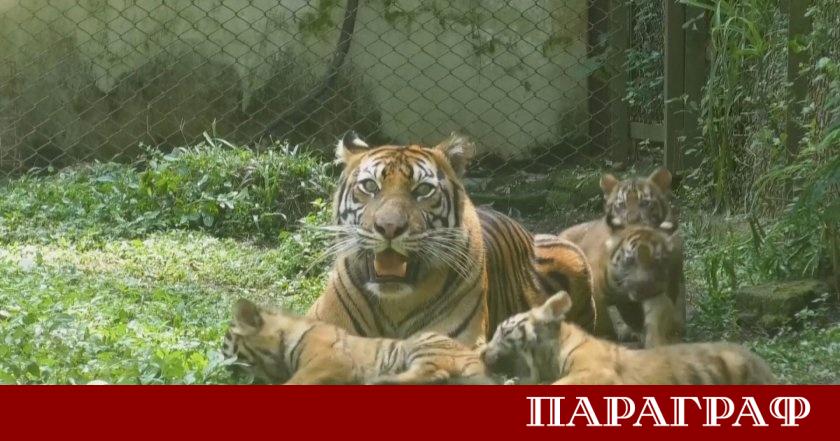 Зоологическата градина в Индонезия представи четири малки суматрански тигърчета пред