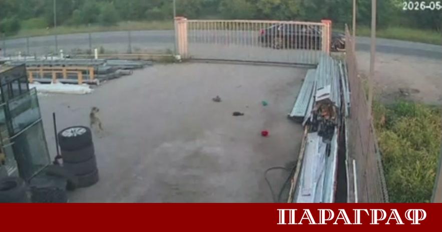 Шокиращ случай на жестокост срещу животно разтърси района на Пазарджик